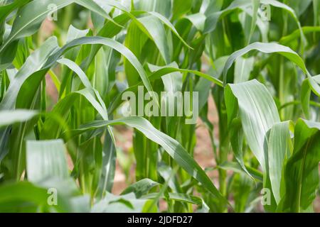 Maisreihen, die auf einem Feld mit braunem Boden wachsen Und grüne Blätter Stockfoto