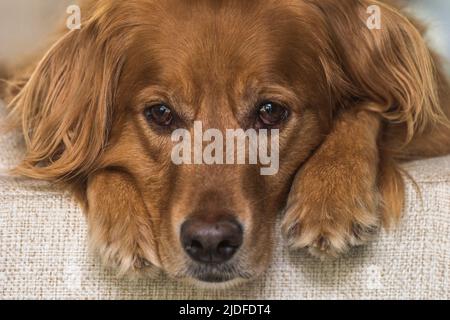 Ein erwachsener Golden Retriever schaut in die Kamera. Stockfoto