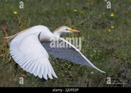 Héron Garde bœufs dans les marais de la baie de Somme Stockfoto