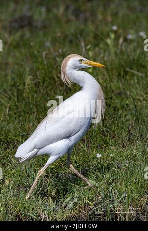 Héron Garde bœufs dans les marais de la baie de Somme Stockfoto