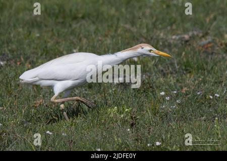 Héron Garde bœufs dans les marais de la baie de Somme Stockfoto