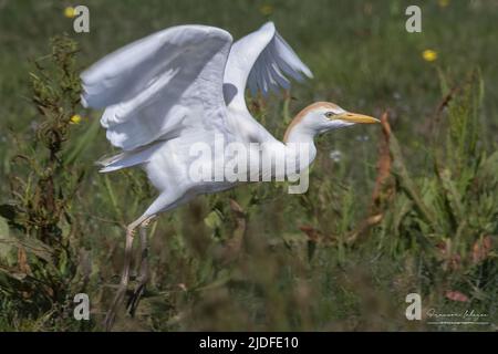 Héron Garde bœufs dans les marais de la baie de Somme Stockfoto