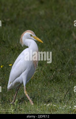 Héron Garde bœufs dans les marais de la baie de Somme Stockfoto