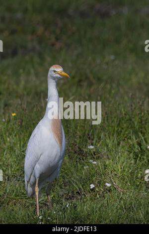 Héron Garde bœufs dans les marais de la baie de Somme Stockfoto