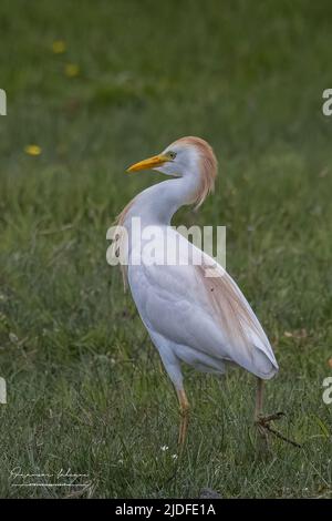 Héron Garde bœufs dans les marais de la baie de Somme Stockfoto