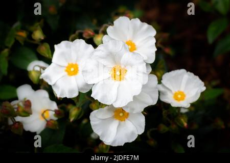 Sageleaf-Felsenrose blüht im Garten, Salbeiblättrige Felsenrose Cistus salviifolius, immergrüne Pflanze. Selektiver Fokus flacher Freiheitsgrad Stockfoto