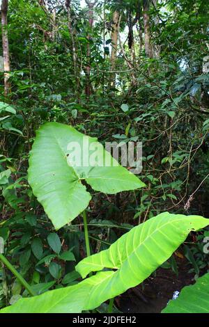 Taro (Colocasia esculenta) oder Coco Yam Pflanze mit Dschungelbäumen im Hintergrund Stockfoto