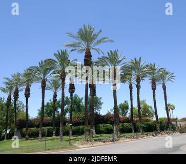 Palm Springs, California, USA 11.. Juni 2022 Ein allgemeiner Blick auf die Atmosphäre von Palmen am 11. Juni 2022 in Palm Springs, Kalifornien, USA. Foto von Barry King/Alamy Stockfoto Stockfoto