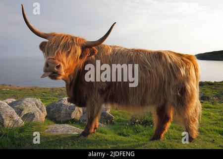 Highland Cattle in Huisinis, Isle of Lewis, The Outer Hebrides, Schottland; The Highland, Scottish Gälisch: Bò Ghàidhealach; Hielan coo, Stockfoto