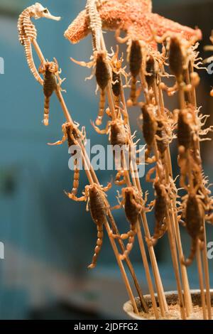 Nahaufnahme der Spieße mit Skorpionen und Seepferd. Straßenmarkt. China Stockfoto