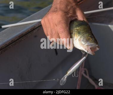 Fischbarsch in der Hand der Angler am Ufer Stockfoto