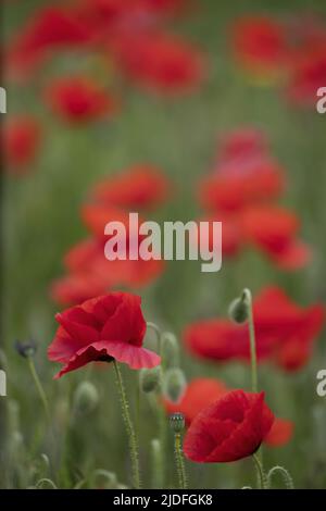 Coquelicots dans la baie de Somme Stockfoto