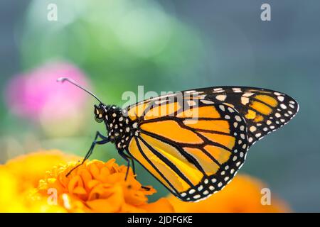 Die Seitenansicht eines Monarchen-Schmetterlings (danaus plexxidus), der auf einer orangefarbenen Ringelblume sitzt - lebhaft Stockfoto