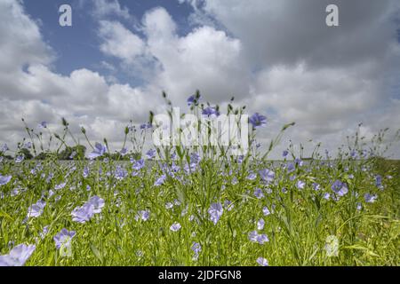 CHAMP de lin en baie de Somme Stockfoto