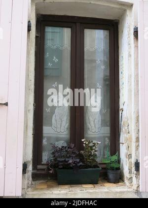 Ein malerisches Fenster in einem alten französischen Haus mit einem Paar Katzen auf den Voile-Vorhängen und einem Fensterkasten auf dem Schweller. Stockfoto