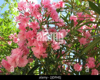 Obwohl er so giftig ist, ist Nerium Oleander ein hübscher und dekorativer Baum mit seinen leuchtend rosafarbenen fünflappigen Blüten, die ein Favorit des Mittelmeers sind. Stockfoto