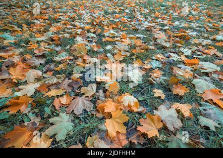 Panorama schönen Herbst Natur Hintergrund mit Teppich aus orange und gelb gefallenen Ahornblättern in Sonnenlicht. Herbstlandschaft mit verschwommener Unschärfe Stockfoto