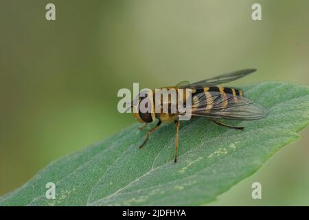 Detaillierte Nahaufnahme einer Gemeine gebänderte Schwebfliege, Syrphus ribesii, die auf einem grünen Blatt im Garten sitzt Stockfoto