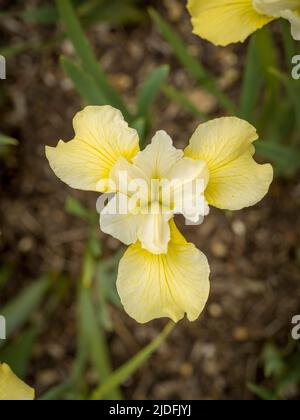 Die blassgelbe Blume, sibirische Iris 'Butter and Sugar', die in Großbritannien wächst. Stockfoto