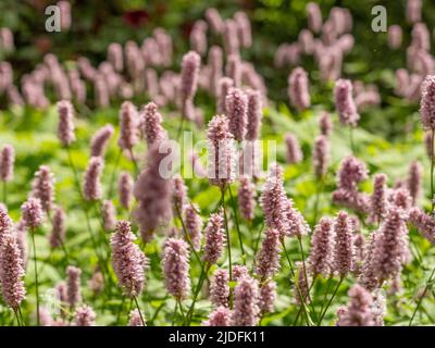 Die blassrosa Blüten von Persicaria bistorta 'Superba' wachsen in einem britischen Garten. Stockfoto