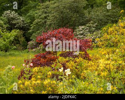Hinterleuchtete rote Blätter von Cotinus coggygria 'Royal Purple, die in einem britischen Garten wachsen. Stockfoto