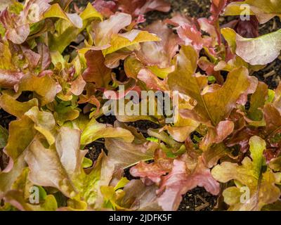 Junge Lolla Rossa Salatblätter wachsen in einem britischen Garten. Stockfoto