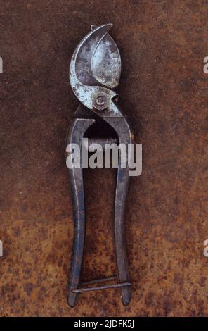Ein paar alte, gut benutzte, aber gepflegte Gartenscheren, die auf rostigen Metallblechen liegen Stockfoto