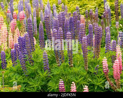 Lila und rosa Lupinen wachsen in einem britischen Garten, im Frühsommer. Stockfoto