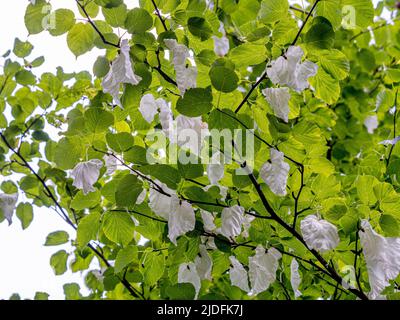 Weiße, blattähnliche Deckblätter von Davidia involucrata, auch bekannt als Taschentuch-Baum. Stockfoto