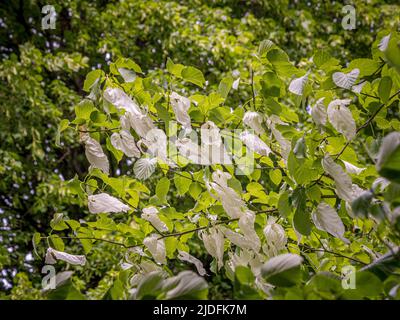 Weiße, blattähnliche Deckblätter von Davidia involucrata, auch bekannt als Taschentuch-Baum. Stockfoto