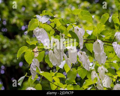 Weiße, blattähnliche Deckblätter von Davidia involucrata, auch bekannt als Taschentuch-Baum. Stockfoto