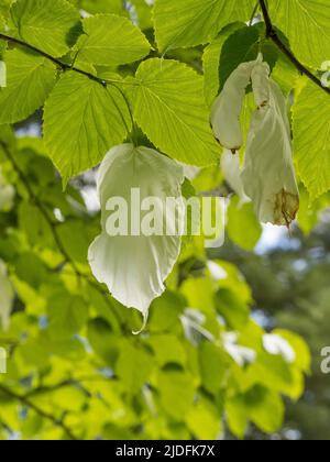 Weiße, blattähnliche Deckblätter von Davidia involucrata, auch bekannt als Taschentuch-Baum. Stockfoto