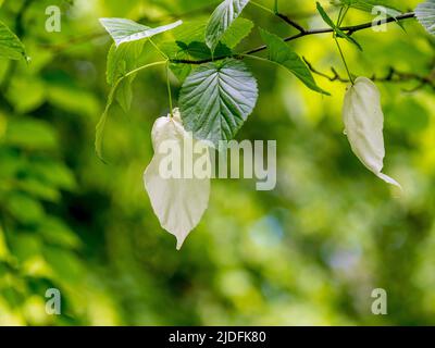 Weiße, blattähnliche Deckblätter von Davidia involucrata, auch bekannt als Taschentuch-Baum. Stockfoto