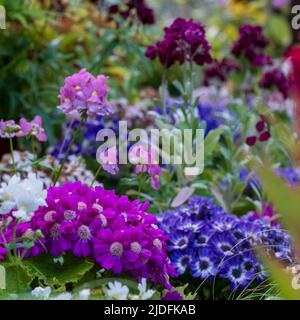 Fowering Pflanzen einschließlich Petunien, Phlox und Pericallis cruenta, im Palm House und Main Range von Gewächshäusern im Glasgow Botanic Garden, Großbritannien. Stockfoto