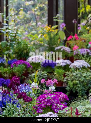 Fowering Pflanzen einschließlich Petunien, Phlox und Pericallis cruenta, im Palm House und Main Range von Gewächshäusern im Glasgow Botanic Garden, Großbritannien. Stockfoto