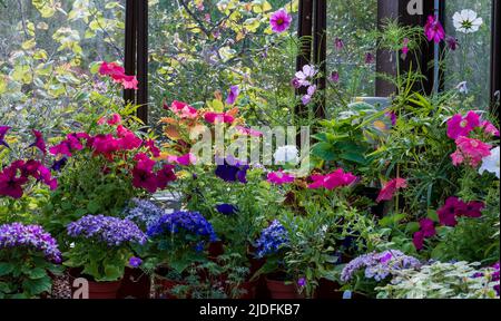 Fowering Pflanzen einschließlich Petunien, Phlox und Pericallis cruenta, im Palm House und Main Range von Gewächshäusern im Glasgow Botanic Garden, Großbritannien. Stockfoto