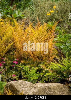 Herbstfarn, Dryopteris erythrosora, wächst in einem schattigen britischen Garten. Stockfoto