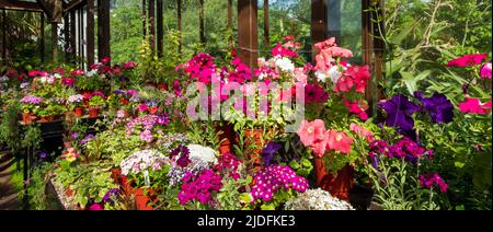 Fowering Pflanzen einschließlich Petunien, Phlox und Pericallis cruenta, im Palm House und Main Range von Gewächshäusern im Glasgow Botanic Garden, Großbritannien. Stockfoto