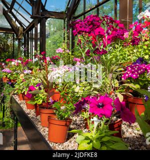 Fowering Pflanzen einschließlich Petunien, Phlox und Pericallis cruenta, im Palm House und Main Range von Gewächshäusern im Glasgow Botanic Garden, Großbritannien. Stockfoto