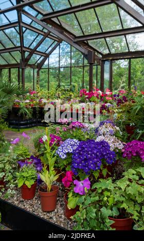 Fowering Pflanzen einschließlich Petunien, Phlox und Pericallis cruenta, im Palm House und Main Range von Gewächshäusern im Glasgow Botanic Garden, Großbritannien. Stockfoto