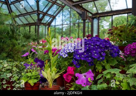 Fowering Pflanzen einschließlich Petunien, Phlox und Pericallis cruenta, im Palm House und Main Range von Gewächshäusern im Glasgow Botanic Garden, Großbritannien. Stockfoto