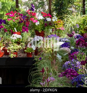 Fowering Pflanzen einschließlich Petunien, Phlox und Pericallis cruenta, im Palm House und Main Range von Gewächshäusern im Glasgow Botanic Garden, Großbritannien. Stockfoto