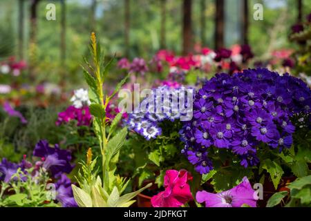 Fowering Pflanzen einschließlich Petunien, Phlox und Pericallis cruenta, im Palm House und Main Range von Gewächshäusern im Glasgow Botanic Garden, Großbritannien. Stockfoto