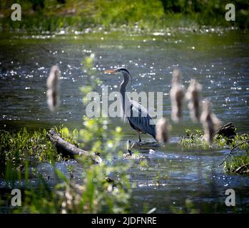 Ein großer blauer Reiher, der auf einem Fluss fischt, mit Ratteln im Vordergrund und grünem Gras im Hintergrund Stockfoto