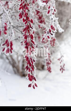 Nahaufnahme von Ästen mit Berberis bedeckt mit Schnee mit verschwommenen Baumzweigen und Schnee im Hintergrund am Tag. Sammeln gesunder Beeren im Winter Stockfoto