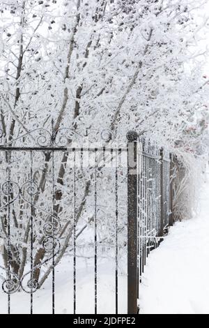 Dünne Bäume, die mit Schnee bedeckt sind, hinter schmiedeeisernem schwarzen Zaun mit coolen Ornamenten. Der Schnee bedeckt den Zaun und lässt ihn noch schöner aussehen. Kopieren Stockfoto