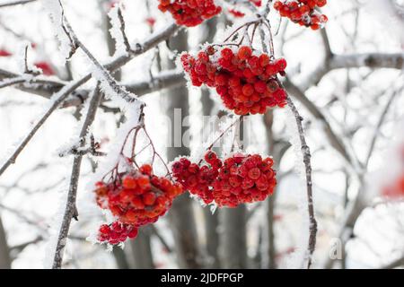 Nahaufnahme von kleinen, dünnen Ästen hellroter Eberesche, die mit Schnee bedeckt sind und im Hintergrund unscharfe Bäume am Tag sehen. Sammeln gesunder Beeren im Winter Stockfoto