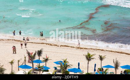 Luftaufnahme Sargassum auf dem Meer und am Strand in Cancun, Mexiko Stockfoto