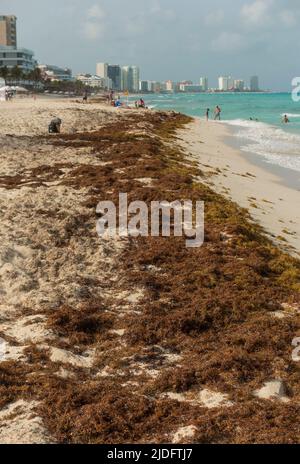 Sargassum am Meer und am Strand in Cancun, Mexiko Stockfoto