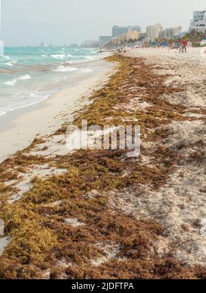 Sargassum am Meer und am Strand in Cancun, Mexiko Stockfoto